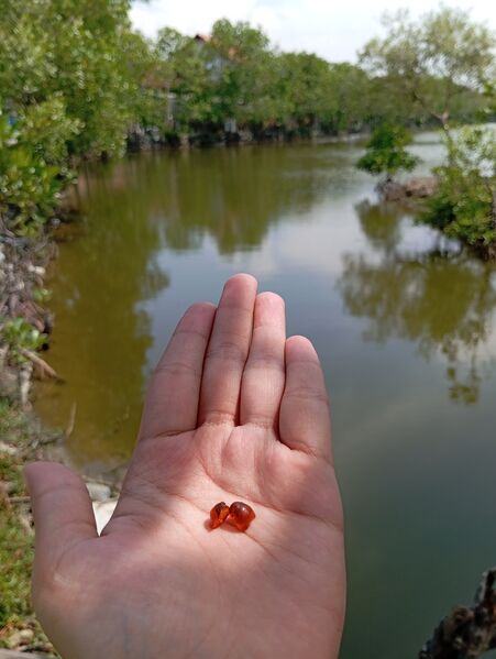 File:Gambar getah mangrove.jpg
