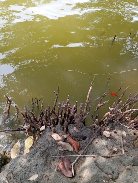 File:Akar nafas mangrove.jpg