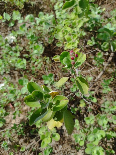 File:Foto Lada Hitam.jpg