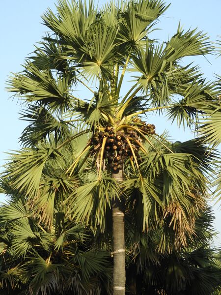 File:Pohon Lontar Betina.jpg