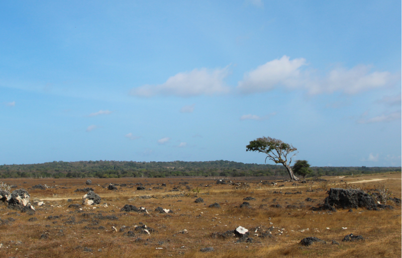 File:Pohon santigi.png