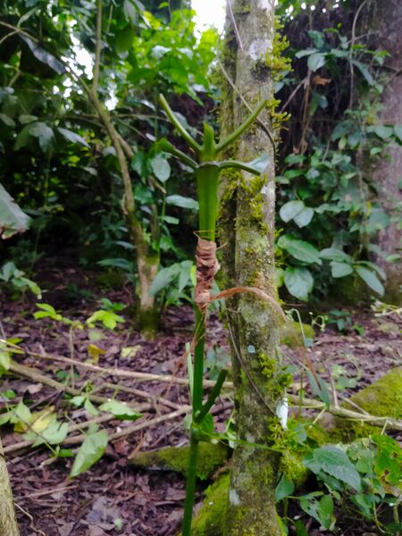 File:Sambung kopi pelepah pisang.jpg