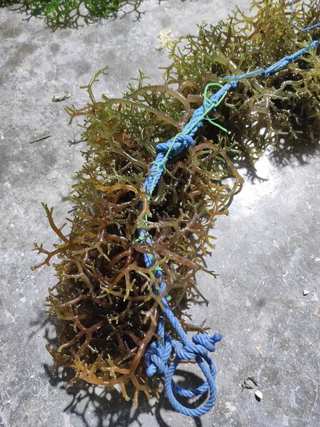 File:Bibit Rumput Laut.jpg