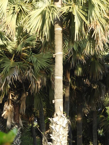 File:Pijakan dari Daun Lontar.jpg