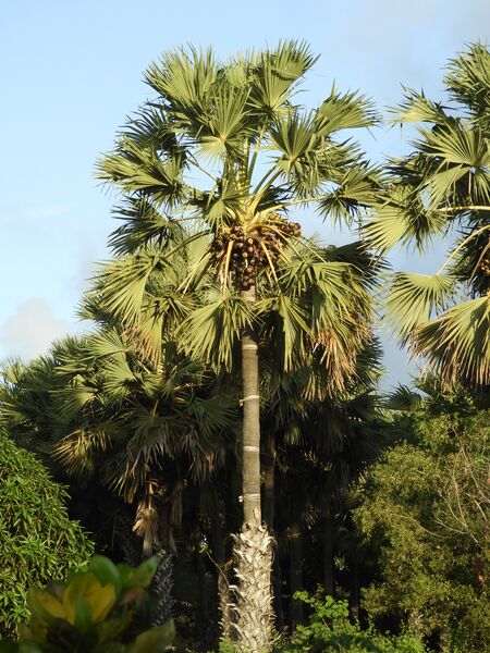 File:Pohon Lontar.jpg