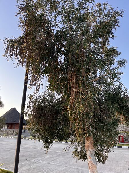 File:Pohon Minyak Kayu Putih.jpg