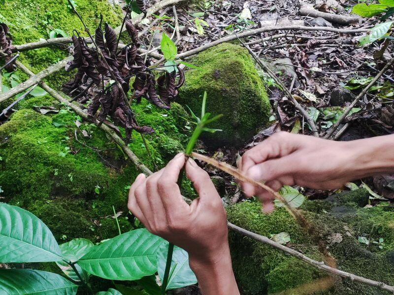File:Langkah Sambung Kopi.jpg