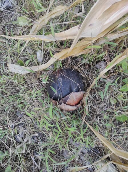 File:Buah Saboak.jpg