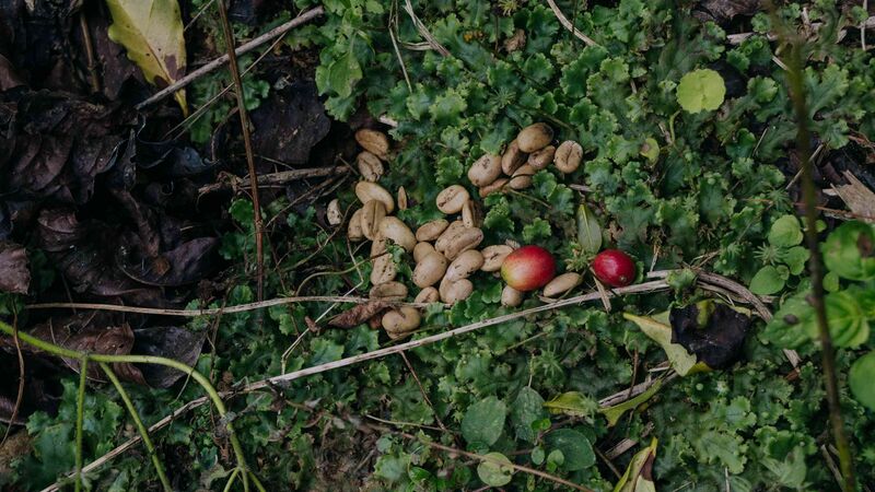 File:Kopi Bajing di Desa Kejajar.jpg