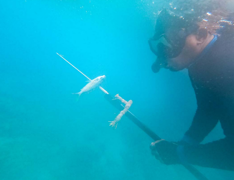 File:Mencari ikan.png