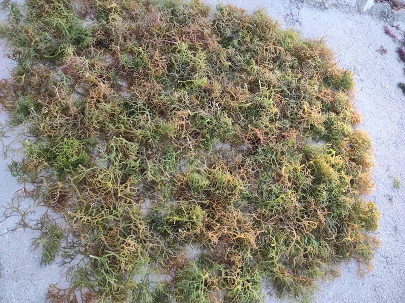 File:Rumput laut yang dijemur.jpg