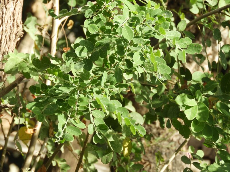 File:Tanaman Tarum-Nila.jpg