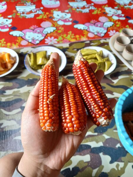 File:WhatsApp Image 2024-12-16 at 14.40.44.jpg