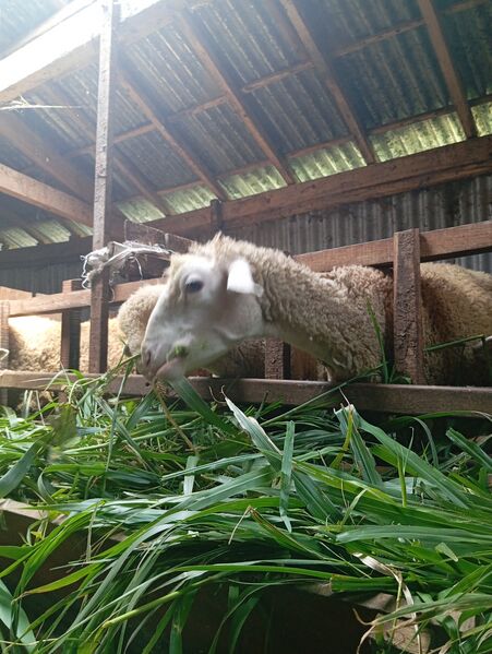 File:Domba Dombos (Dokumentasi Sumartini).jpg