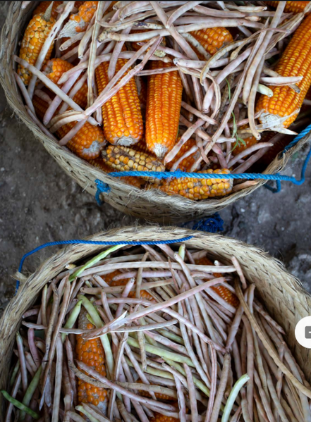 File:Jagung Semau 3.png