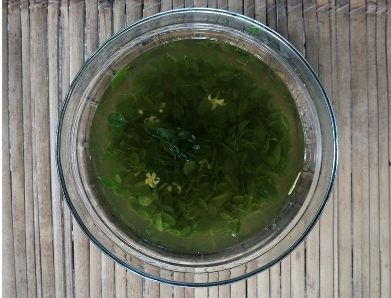 File:Olahan Kelor-Kaudafa.png