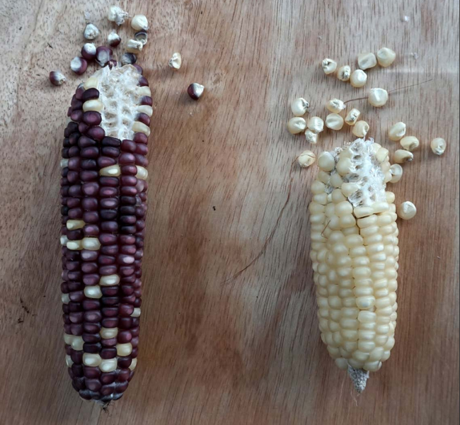 File:Jagung Wakatobi.png