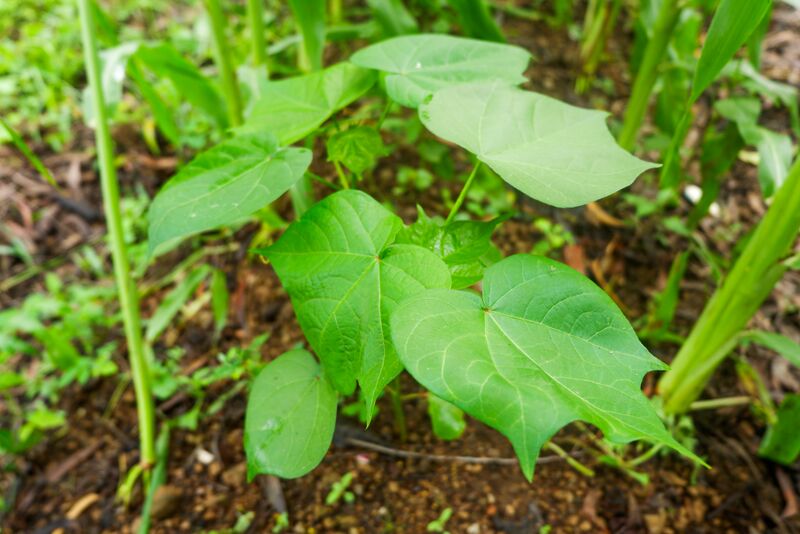 File:Nelda Hannia 11.jpg