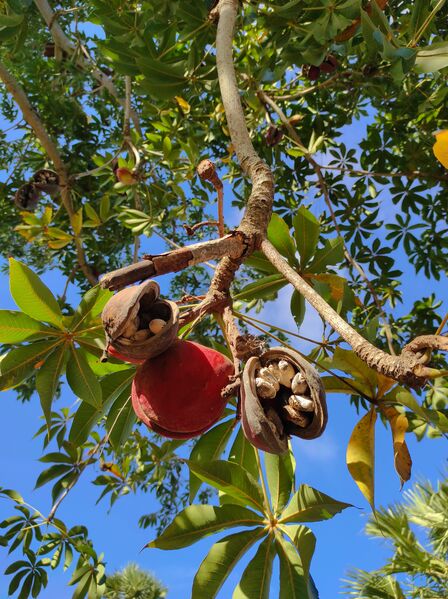 File:Buah Pohon Nitas.jpg